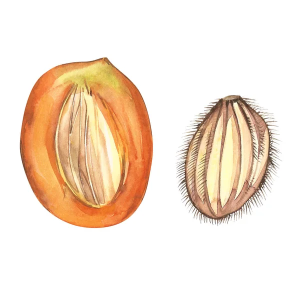 Kości z mango. Szablon projektu vintage kostki. Akwarela ilustracji botanicznych. Owoce mango izolowane na białym tle — Zdjęcie stockowe