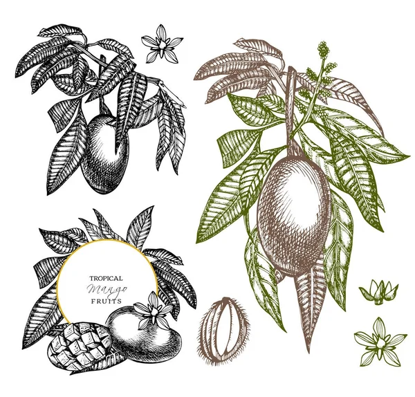 Conjunto de plantilla de diseño vintage de árbol de mango. Fruta del mango botánico. Mango grabado. Ilustración gráfica . — Foto de Stock
