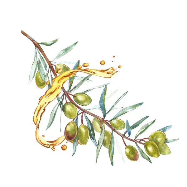 Een tak van rijpe groene olijven is sappig gegoten met olie. DROPS en plonsen van olijfolie. Aquarel en botanische illustraties geïsoleerd op witte achtergrond. — Stockfoto