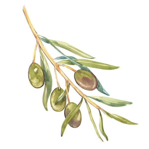 Watercolor realistic illustration of black and green olives branch isolated on white background. Design for olive oil, natural cosmetics, health care products. — Stock Photo, Image