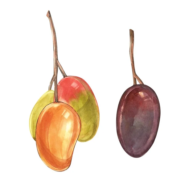 Mango kubussen vintage ontwerpsjabloon. Aquarel botanische illustratie. Mango vrucht geïsoleerd op witte achtergrond — Stockfoto
