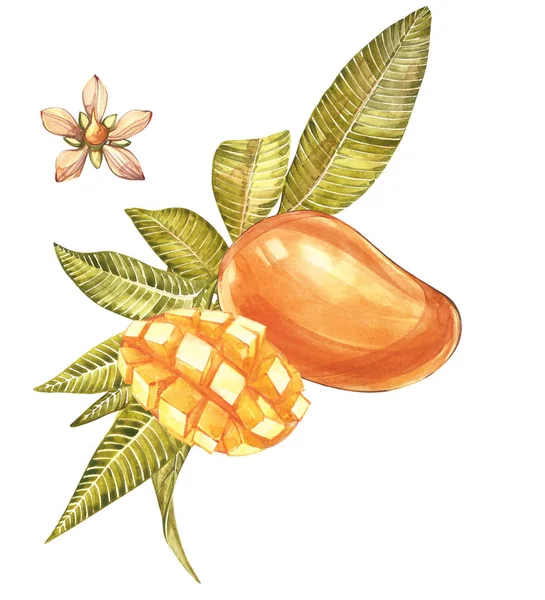 Suluboya botanik resimde kümesi. Mango meyve ve çiçek beyaz arka plan üzerinde izole. — Stok fotoğraf