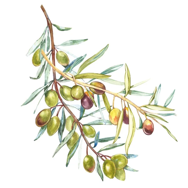 Un ramo di olive verdi mature. Acquerello e illustrazione botanica isolato su sfondo bianco. Elementi per la decorazione del design degli imballaggi . — Foto Stock