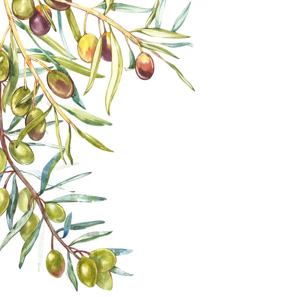 Illustrazione realistica acquerello di ramo di olive nere e verdi isolato su sfondo bianco. Progettazione per olio d'oliva, cosmetici naturali, prodotti sanitari . — Foto Stock