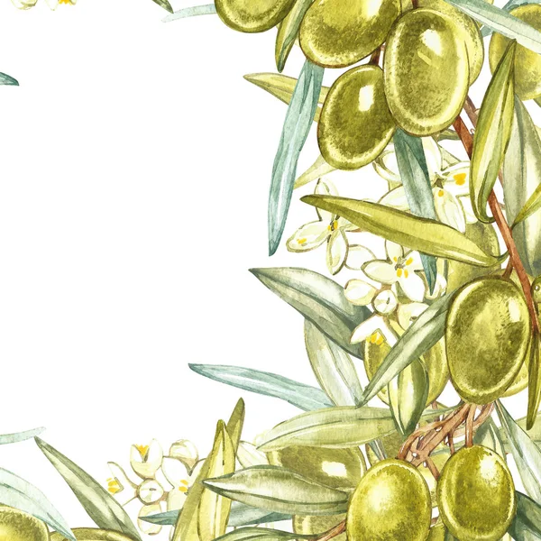 Bandiere con olive mature nere e verdi su fondo bianco. Progettazione per olio d'oliva, confezionamento olive, cosmetici naturali, prodotti sanitari. Con posto per il testo . — Foto Stock