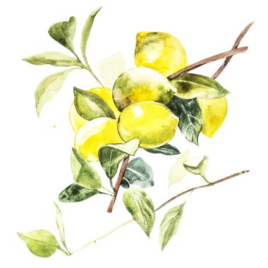 El suluboya limon resimde beyaz zemin üzerine çekilmiş..