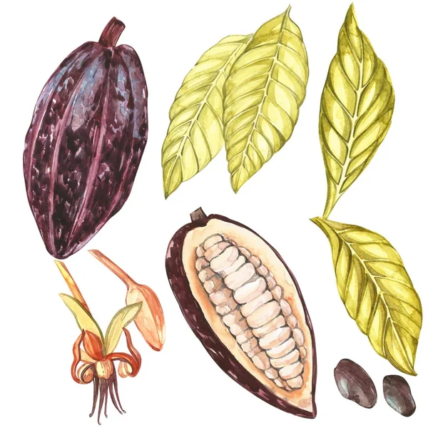 Set of botanical illustration. Watercolor cocoa fruit collection isolated on white background. Hand drawn exotic cacao plants — Stock Photo, Image