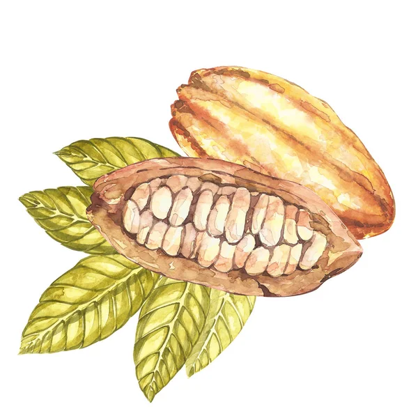 Conjunto de ilustración botánica. Colección de fruta de cacao acuarela aislada sobre fondo blanco. Plantas de cacao exóticas dibujadas a mano — Foto de Stock