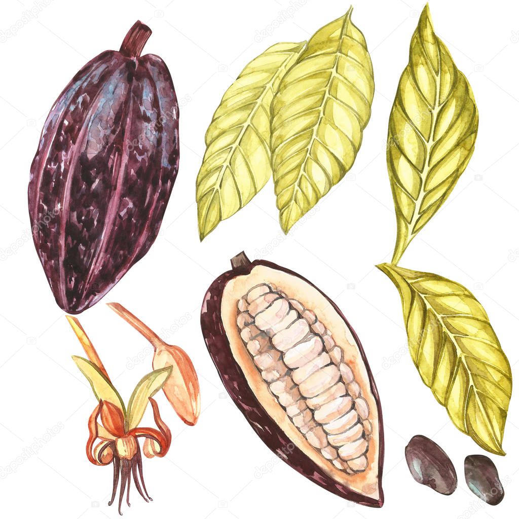 Set of botanical illustration. Watercolor cocoa fruit collection isolated on white background. Hand drawn exotic cacao plants