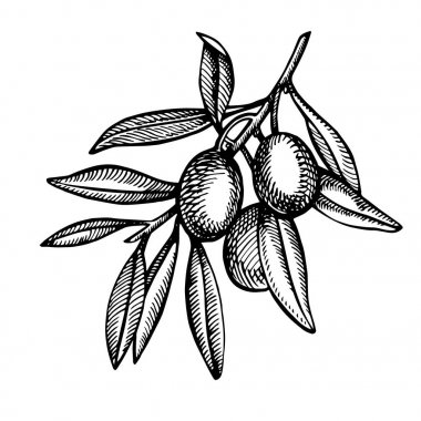 Bir Konfit zeytin yağı ile dökülür sulu dalıdır. Çiftçiler menü tasarımı Pazar. Organik gıda poster. Vintage elle çizilmiş kroki vektör çizim. Doğrusal grafiği.