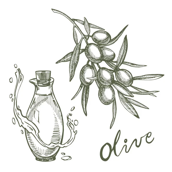 Un ramo di olive mature è succoso versato con olio. Progettazione menu di mercato agricoltori. Manifesto di cibo biologico. Illustrazione vettoriale di schizzo disegnato a mano vintage. Grafico lineare . — Vettoriale Stock