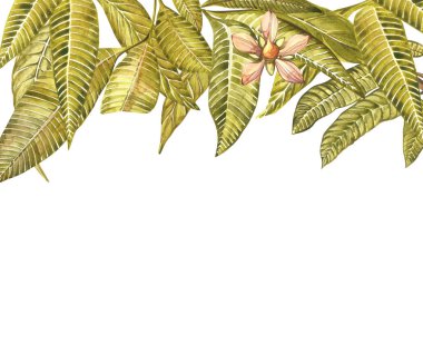 Mango ağacı, vintage tasarım şablonu çiçekler. Suluboya botanik illüstrasyon. Botanik mango meyve çerçeve. Metin için yer.