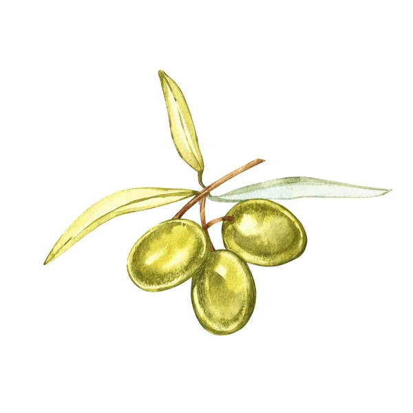 Frutos de oliva y hojas de olivo sobre un fondo blanco. Ilustraciones en acuarela. Impresión botánica . — Foto de Stock