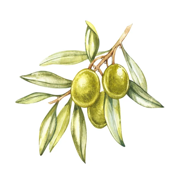 Olive vruchten en olijven laat op een witte achtergrond. Aquarel illustraties. Botanische print. — Stockfoto