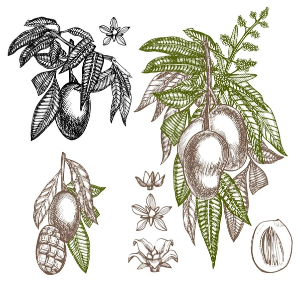 Conjunto de plantilla de diseño vintage de árbol de mango. Fruta del mango botánico. Mango grabado. Ilustración gráfica . — Foto de Stock