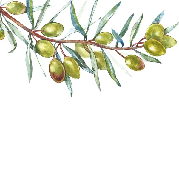 Olive branch met groene olijven op een witte achtergrond geïsoleerd. Aquarel illustraties. Botanische elementen voor uw ontwerp en plek voor tekst. — Stockfoto