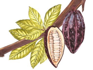 Botanik resimde kümesi. Beyaz arka plan üzerinde izole suluboya kakao meyve toplama. El egzotik kakao bitki çekilmiş. Botanik kakao bean çerçeve. Metin için yer.