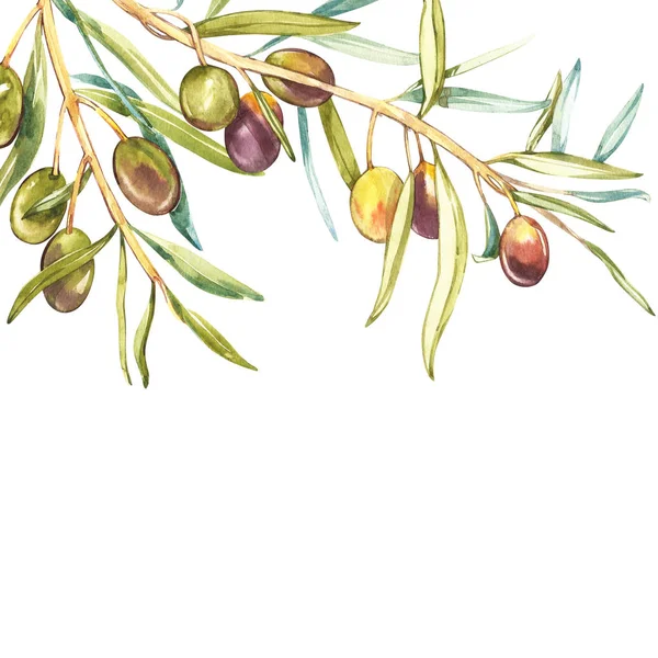 Акварель реалистичная иллюстрация черно-зеленой оливковой ветви на белом фоне. Дизайн для оливкового масла, натуральной косметики, изделий медицинского назначения . — стоковое фото