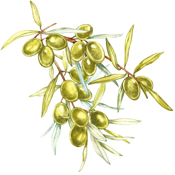 Um ramo de azeitonas verdes suculentas e maduras sobre um fundo branco. Ilustração botânica para design de embalagens . — Fotografia de Stock