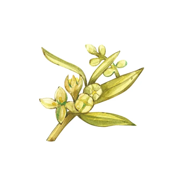 Acuarela ilustración realista de flores ramas de aceitunas aisladas sobre fondo blanco. Diseño para aceite de oliva, cosméticos naturales, productos para el cuidado de la salud . — Foto de Stock