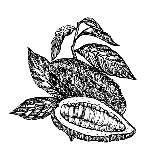 Cioccolato Cacao fagioli vettoriale illustrazione. Illustrazione in stile inciso. Fagioli, alberi, foglie e rami di cacao trafilati a mano . — Vettoriale Stock