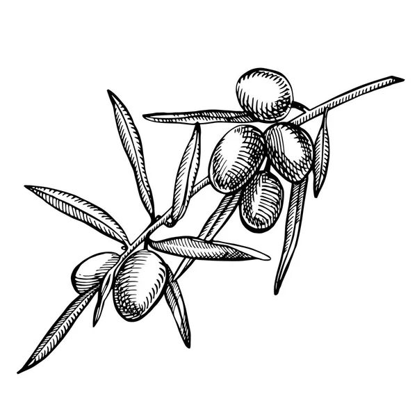 Um ramo de azeitonas maduras é suculento derramado com óleo. Farmers design de menu de mercado. Cartaz de comida orgânica. Vintage mão desenhada desenho ilustração vetorial. Gráfico linear . — Vetor de Stock