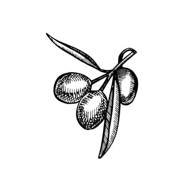 Bir Konfit zeytin yağı ile dökülür sulu dalıdır. Çiftçiler menü tasarımı Pazar. Organik gıda poster. Vintage elle çizilmiş kroki vektör çizim. Doğrusal grafiği.