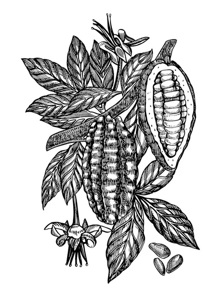 Ilustración del vector de granos de cacao de chocolate. Ilustración de estilo grabado. Frijoles, árboles, hojas y ramas de cacao dibujados a mano . — Vector de stock