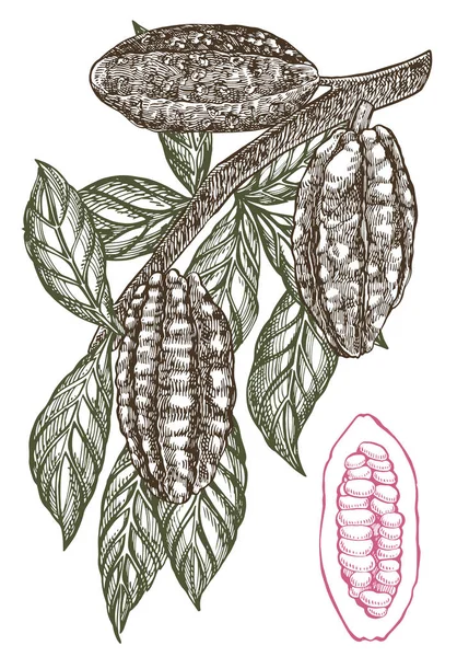 Cioccolato Cacao fagioli vettoriale illustrazione. Illustrazione in stile inciso. Fagioli, alberi, foglie e rami di cacao trafilati a mano . — Vettoriale Stock