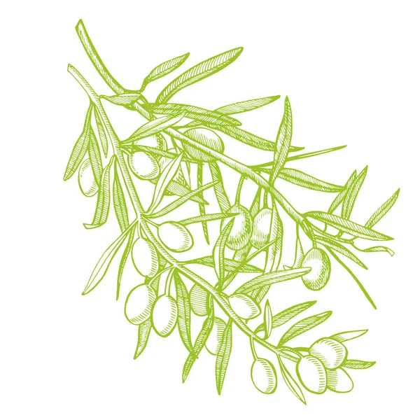 Ein Zweig reife Oliven wird saftig mit Öl übergossen. Bauernmarkt Menügestaltung. Plakat mit Bio-Lebensmitteln. Vintage handgezeichnete Skizzenvektorillustration. lineare Grafik. — Stockvektor
