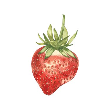 Red berry çilek izole üzerinde beyaz arka plan. Elle çizilmiş suluboya resim illüstrasyon çilek.