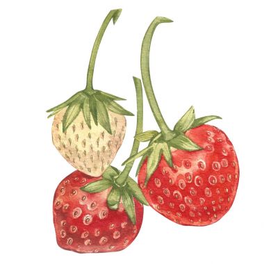 Red berry çilek izole üzerinde beyaz arka plan. Elle çizilmiş suluboya resim illüstrasyon çilek.