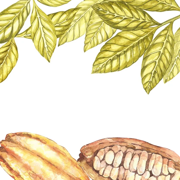 Serie di illustrazioni botaniche. Acquarello raccolta di cacao frutta isolato su sfondo bianco. Piante di cacao esotiche disegnate a mano. Cornice botanica di fagioli di cacao. Posto per testo . — Foto Stock