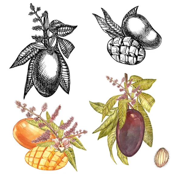 Uppsättning av akvarell botaniska illustration. Mango frukt och blommor isolerad på vit bakgrund. Akvarell och grafisk illustration. — Stockfoto