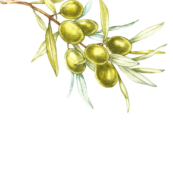 Баннеры с спелыми черными и зелеными оливками на белом фоне. Дизайн для оливкового масла, упаковки оливок, натуральной косметики, изделий медицинского назначения. С местом для текста . — стоковое фото