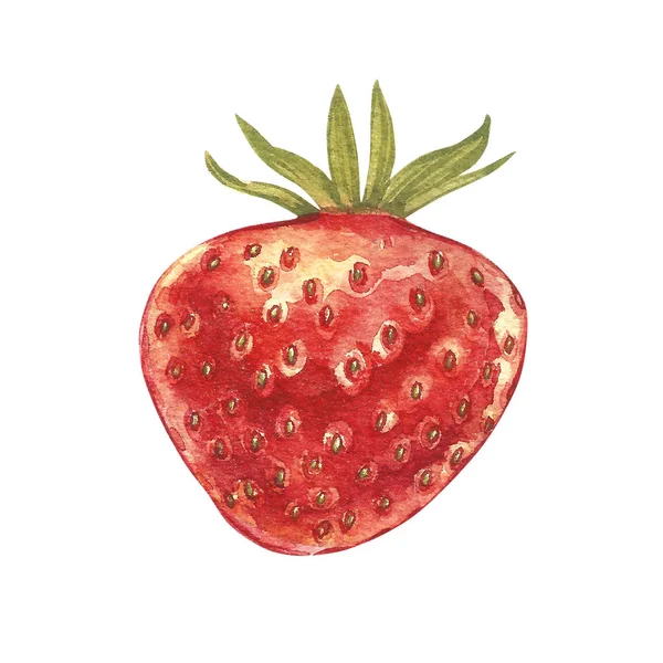 Red berry çilek izole üzerinde beyaz arka plan. Elle çizilmiş suluboya resim illüstrasyon çilek.