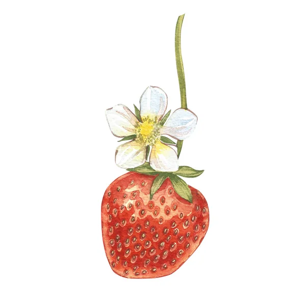 Red berry aardbei geïsoleerd op witte achtergrond. Hand getrokken aquarel illustratie van bessen. — Stockfoto