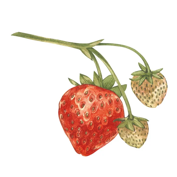 Red berry truskawka na białym tle na białym tle. Akwarela malarstwo ilustracja jagody. — Zdjęcie stockowe