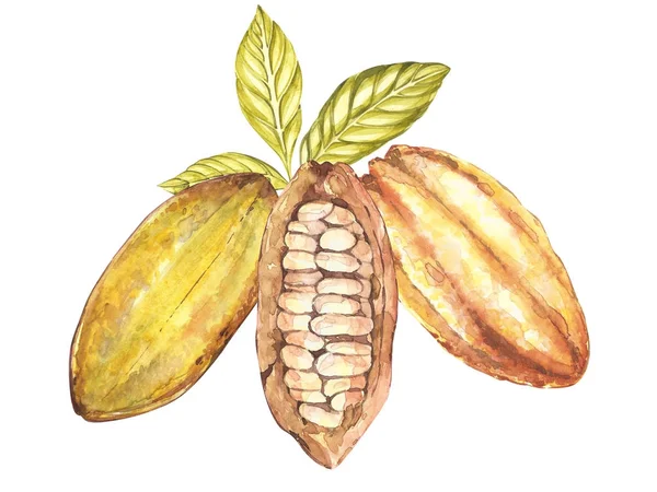 Sada botanické ilustrace. Akvarelu kakaa ovoce kolekce izolovaných na bílém pozadí. Ručně tažené exotické cacao rostliny. Botanická kakaových bobů rám. Místo pro text. — Stock fotografie