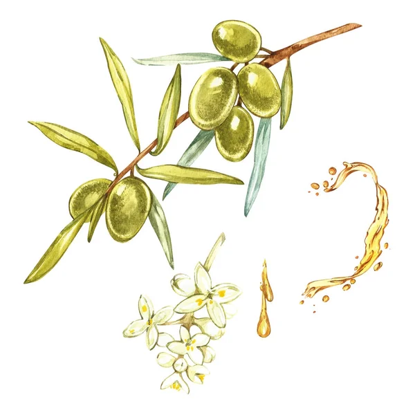 Set Ilustración realista en acuarela de ramas de aceitunas verdes y flores aisladas sobre fondo blanco. Gotas y salpicaduras de aceite de oliva. Acuarela e ilustración botánica . — Foto de Stock