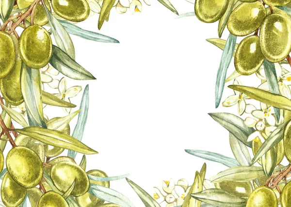Banderas horizontales con aceitunas maduras negras y verdes sobre fondo blanco. Diseño para aceite de oliva, embalaje de aceitunas, cosméticos naturales, productos para el cuidado de la salud. Con lugar para el texto . —  Fotos de Stock