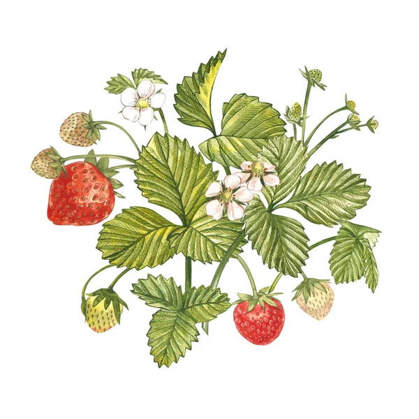 Erdbeerblätter mit Blüten und reifen Beeren. leuchtende Komposition eines Erdbeerstrauches. handgezeichnete Aquarellmalerei Illustration. — Stockfoto