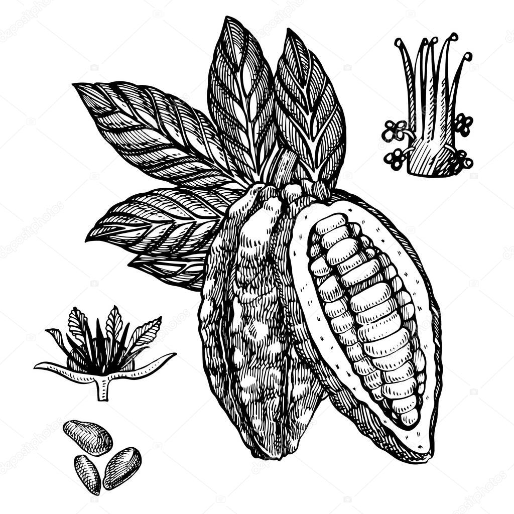 Chocolate Cocoa beans vector illustration. Engraved style illustration. Sketched hand drawn cacao beans, tree, leafs and branches.