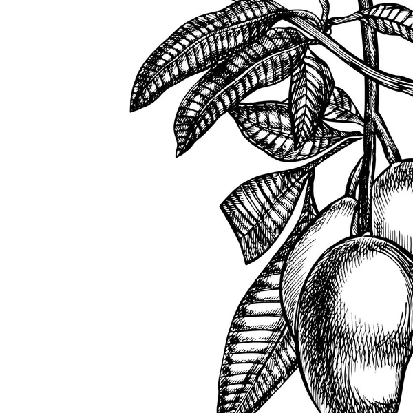 Фрукты манго ручной работы с листьями и ломтиками манго и кубиками. Рисунок векторных фруктов в стиле эскиза изолирован на белом фоне. Органические продукты питания . — стоковый вектор