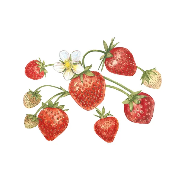 Strawberry leaves with flowers and ripe berries. Bright composition of a strawberry bush. Hand drawn watercolor painting illustration. — Stock Photo, Image