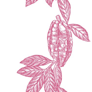 Kakao şube seamless modeli. İllüstrasyon izole el beyaz zemin üzerine çekilmiş. Organik sağlıklı gıda.