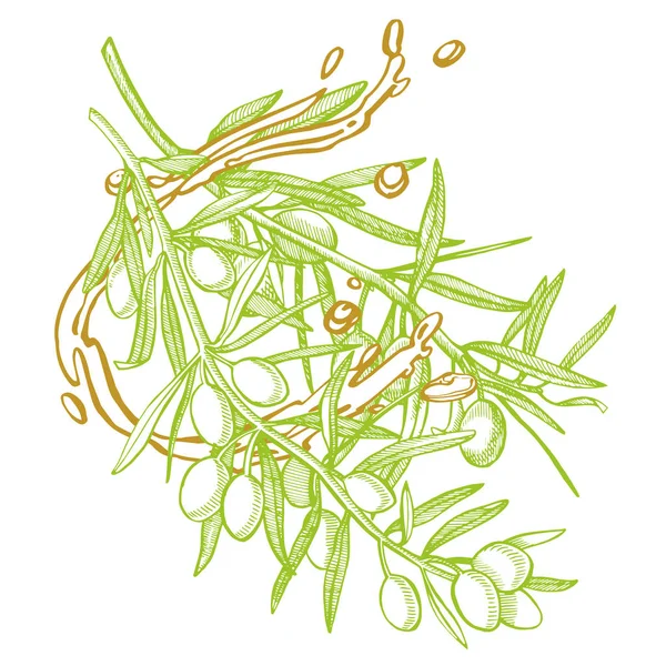 Ein Zweig reife Oliven wird saftig mit Öl übergossen. Bauernmarkt Menügestaltung. Plakat mit Bio-Lebensmitteln. Vintage handgezeichnete Skizzenvektorillustration. lineare Grafik. — Stockvektor