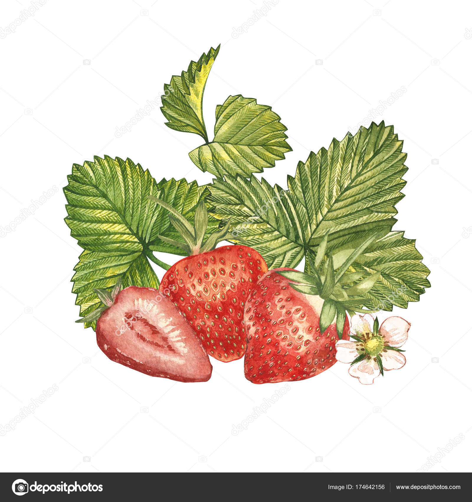 イチゴの葉花と熟した果実 イチゴ茂み構図を明るい 手描き水彩イラスト ストック写真 C Asetrova イチゴの葉花と熟した果実 イチゴ茂み構図を明るい 手描き水彩イラスト ストック写真 C Asetrova