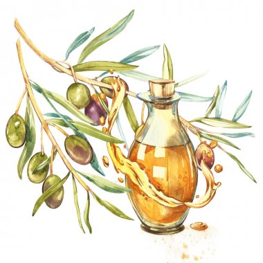 Bir olgun yeşil zeytin yağı ile dökülür sulu dalıdır. Damla ve zeytinyağı sıçraması. Suluboya ve Botanik illüstrasyon izole beyaz arka plan üzerinde.