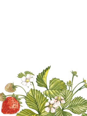 Olgun kırmızı dut çilek beyaz arka plan üzerinde ile dikey Bannerlar. Tasarım ambalaj, doğal kozmetik sağlık ürünleri. Metin için yer.